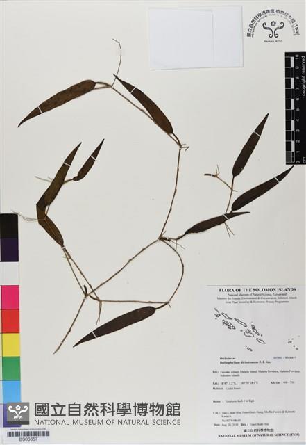 登錄號:BS06857藏品圖，第1張