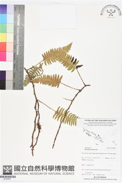 馬來陰石蕨藏品圖，第1張