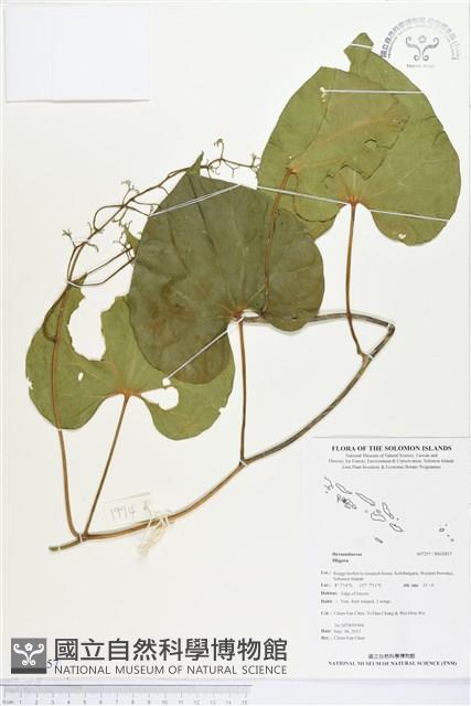 登錄號:BS02857藏品圖，第1張