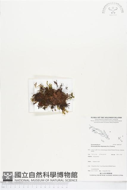 指裂細口團扇蕨藏品圖，第1張