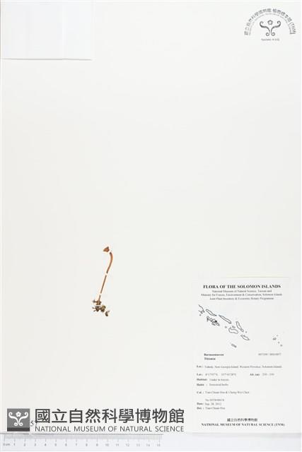 登錄號:BS01857藏品圖，第1張