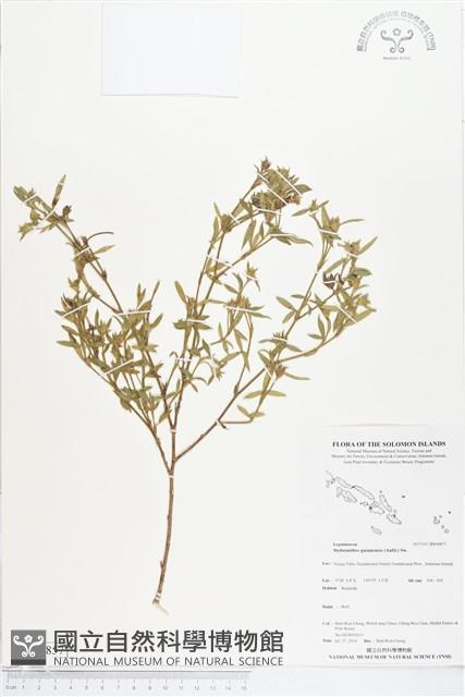 筆花豆藏品圖，第1張
