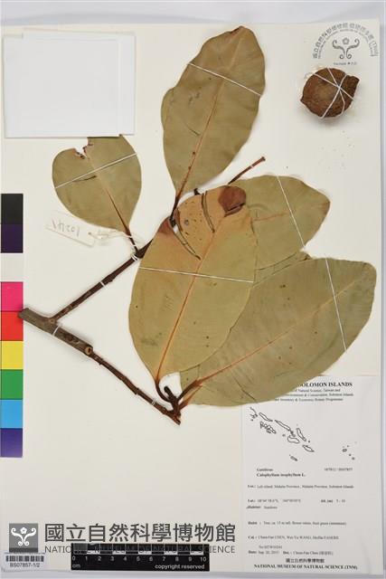 瓊崖海棠、胡桐藏品圖，第1張