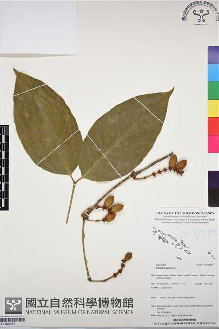 買麻樹藏品圖，第1張