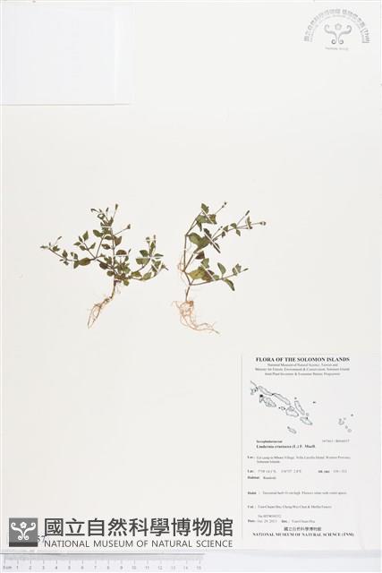 藍豬耳、母草藏品圖，第1張
