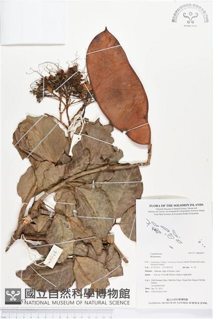 登錄號:BS02657藏品圖，第1張