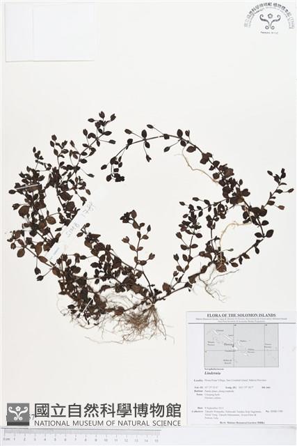 Accession Number:BS01657 Collection Image