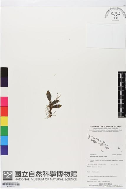 登錄號:BS05657藏品圖，第1張