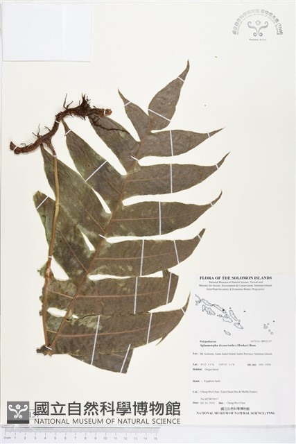 登錄號:BP02157藏品圖，第1張