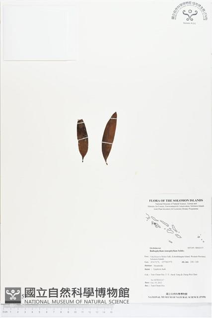 登錄號:BS02157藏品圖，第1張