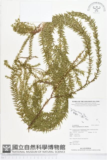 垂枝石松、垂枝馬尾杉藏品圖，第1張