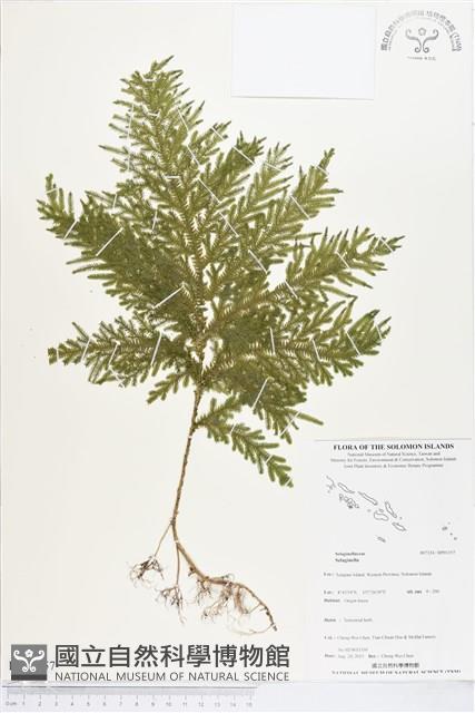 登錄號:BP01157藏品圖，第1張