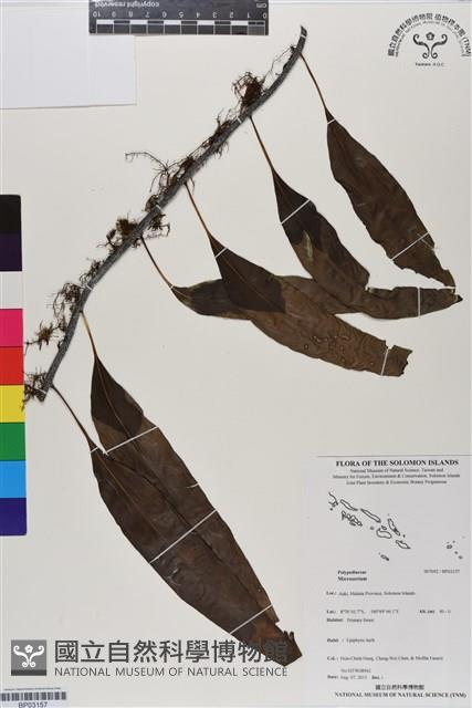 登錄號:BP03157藏品圖，第1張