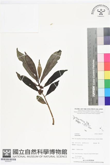 登錄號:BS06457藏品圖，第1張