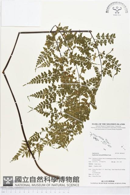 大羽鐵角蕨藏品圖，第1張