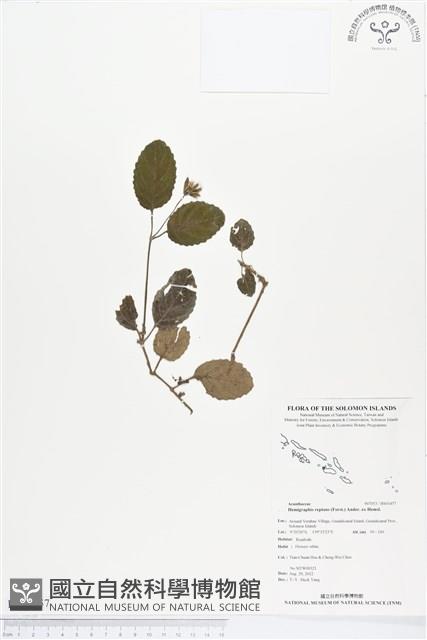 匍匐半插花藏品圖，第1張