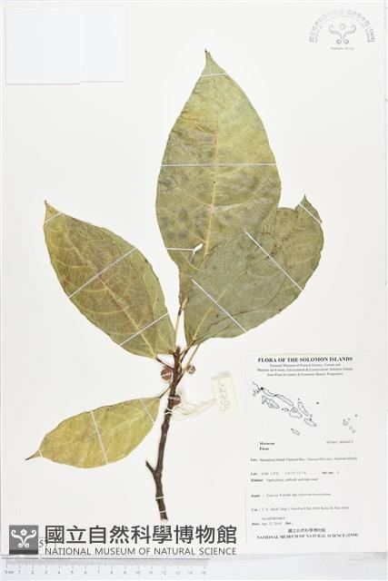 登錄號:BS04457藏品圖，第1張