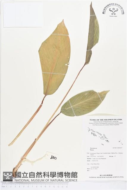 登錄號:BS02257藏品圖，第1張