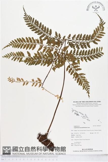 大羽鐵角蕨藏品圖，第1張