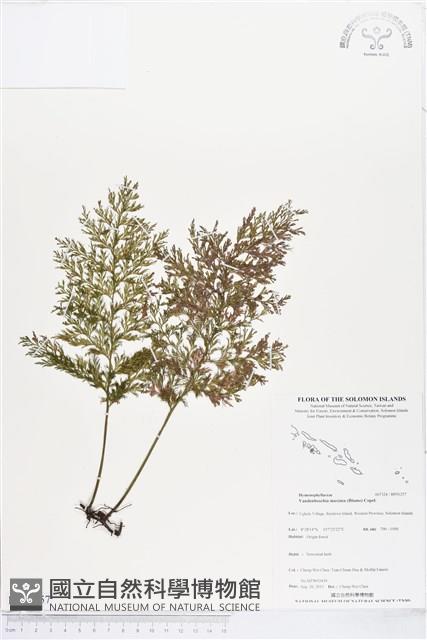 大葉瓶蕨藏品圖，第1張