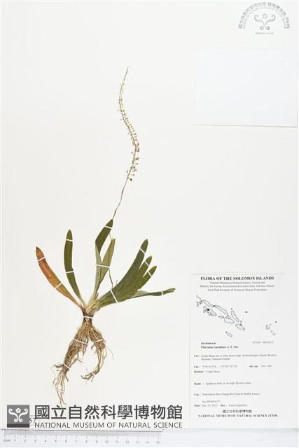 登錄號:BS04257藏品圖，第1張