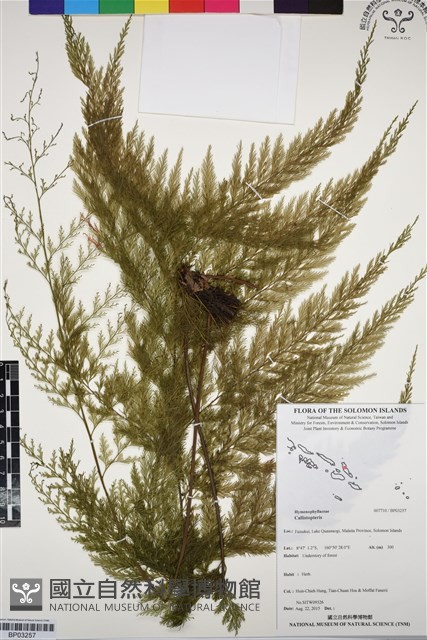 登錄號:BP03257藏品圖，第1張