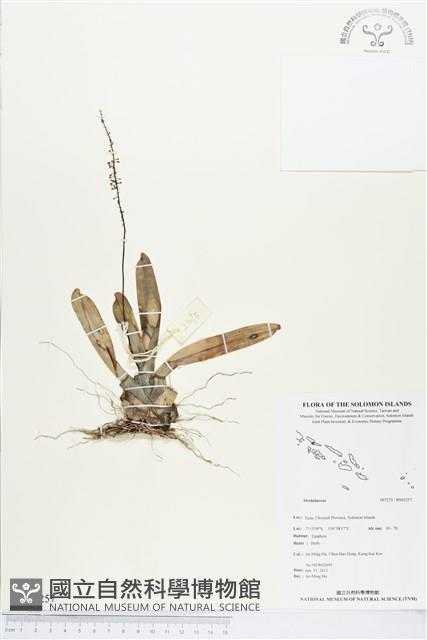 登錄號:BS03257藏品圖，第1張