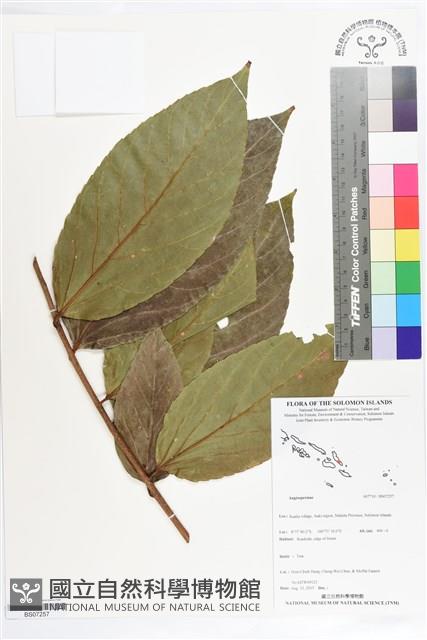 登錄號:BS07257藏品圖，第1張