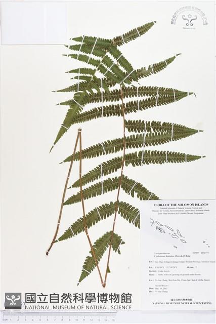 野毛蕨藏品圖，第1張