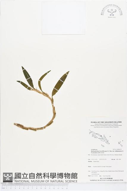 登錄號:BS04757藏品圖，第1張