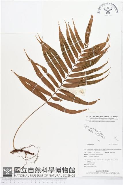 登錄號:BP00557藏品圖，第1張