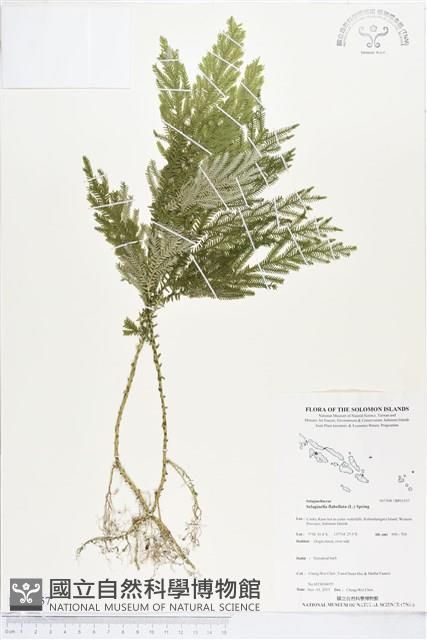 登錄號:BP01557藏品圖，第1張