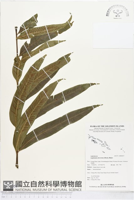 登錄號:BP00957藏品圖，第1張