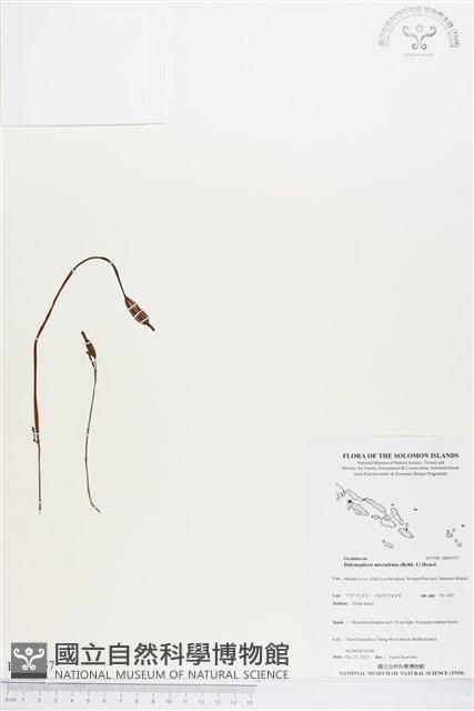 小鬼蘭藏品圖，第1張