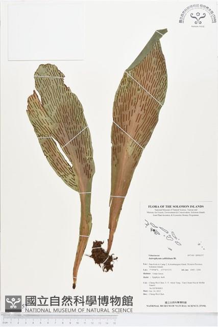 水芋葉車前、美葉車前蕨藏品圖，第1張