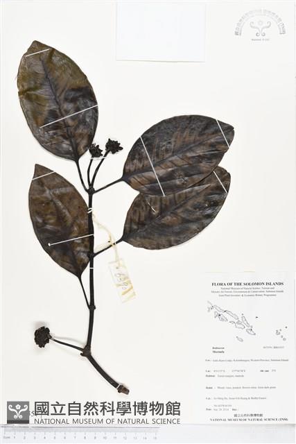 登錄號:BS05357藏品圖，第1張