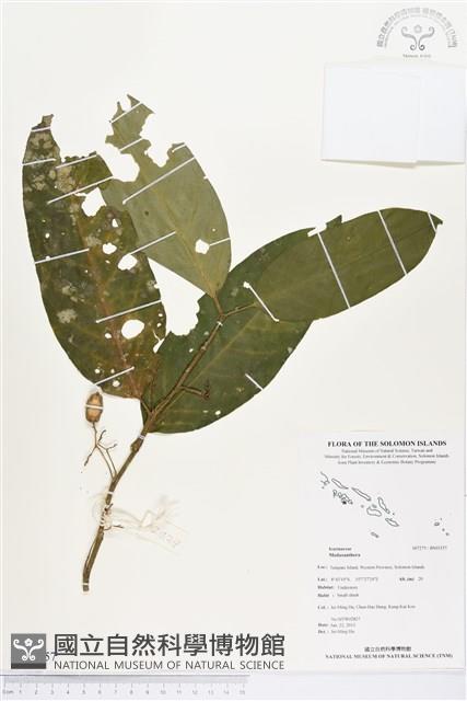 登錄號:BS03357藏品圖，第1張