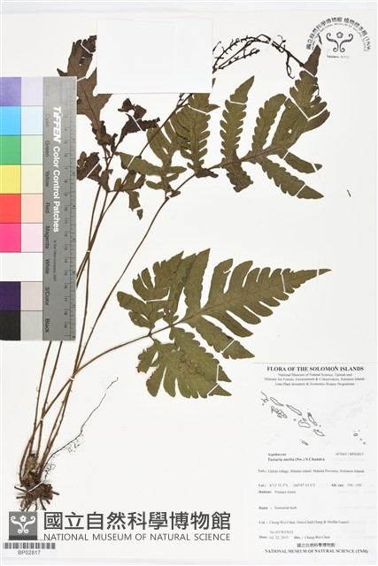 登錄號:BP02817藏品圖，第1張