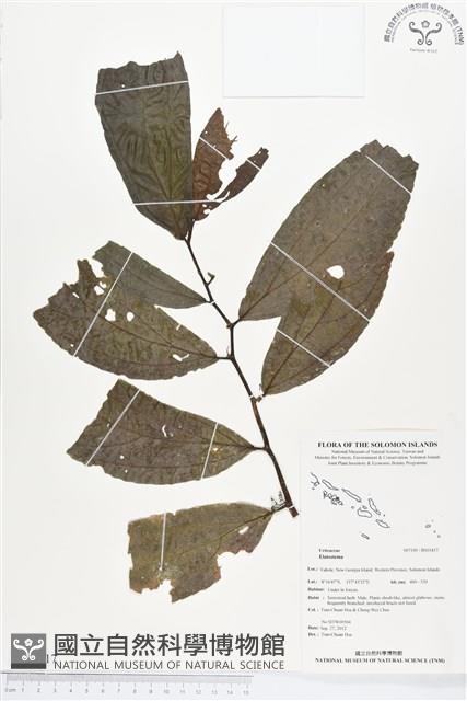 登錄號:BS01817藏品圖，第1張