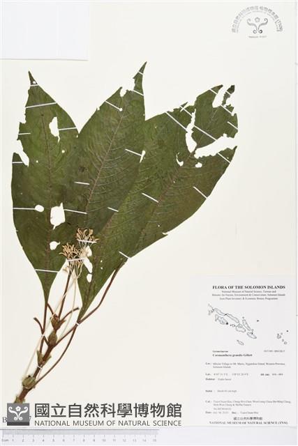 登錄號:BS03817藏品圖，第1張