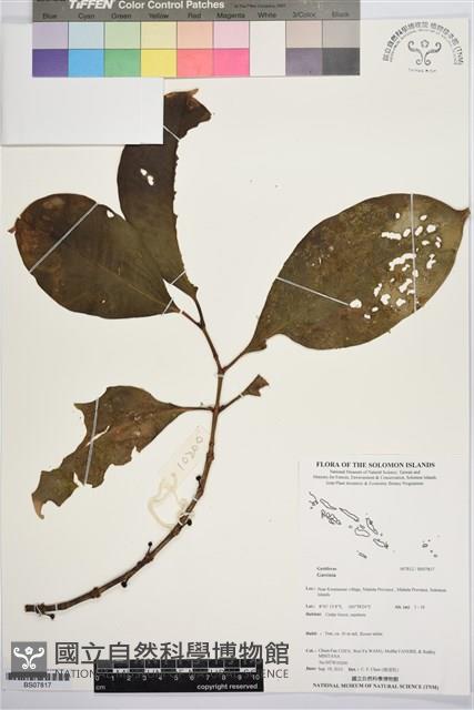登錄號:BS07817藏品圖，第1張