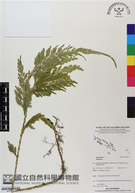 登錄號:BP03017藏品圖，第1張