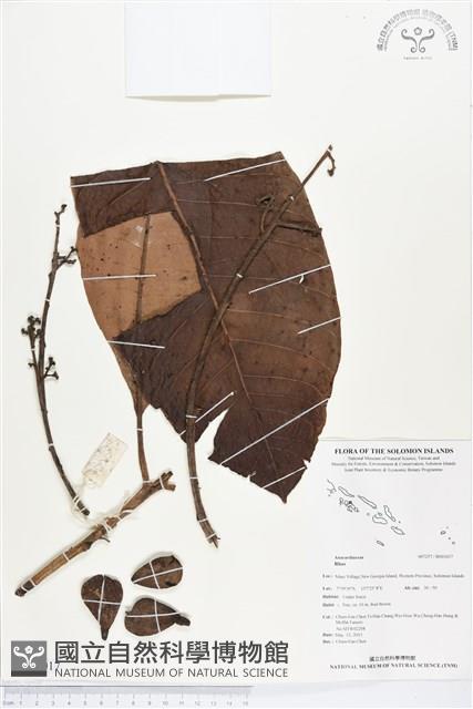 登錄號:BS03017藏品圖，第1張