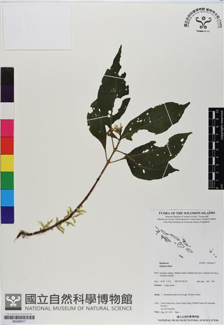 登錄號:BS06617藏品圖，第1張