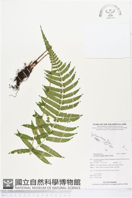 薄葉梳毛蕨、縮羽小毛蕨藏品圖，第1張
