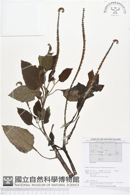 登錄號:BS01617藏品圖，第1張