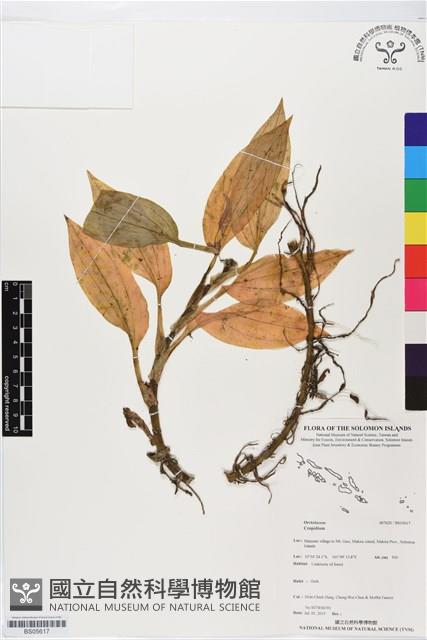 登錄號:BS05617藏品圖，第1張