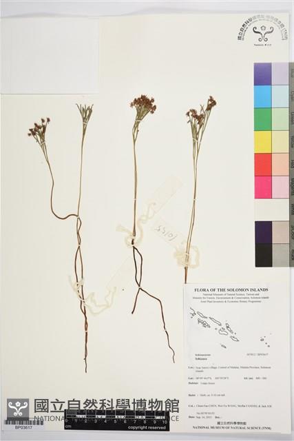 登錄號:BP03617藏品圖，第1張