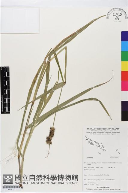 登錄號:BS06117藏品圖，第1張