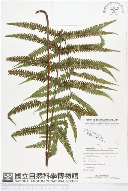 野小毛蕨藏品圖，第1張